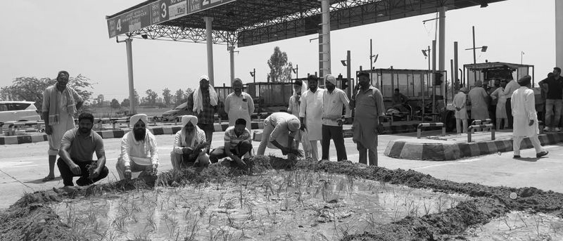 Punjab Farmers Occupy NH-5, Sow Paddy on Toll Plaza Land Over Compensation Dispute