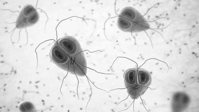 Kerala Battles Monsoon Disease Surge as Shigella Cases Rise Across State