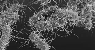 Kerala Reports Second Shigella Death This Month, 18 New Cases Confirmed
