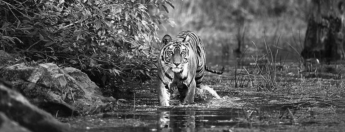 Bandhavgarh Tiger Reserve Named Best Wildlife Destination at Tourism Awards 2026