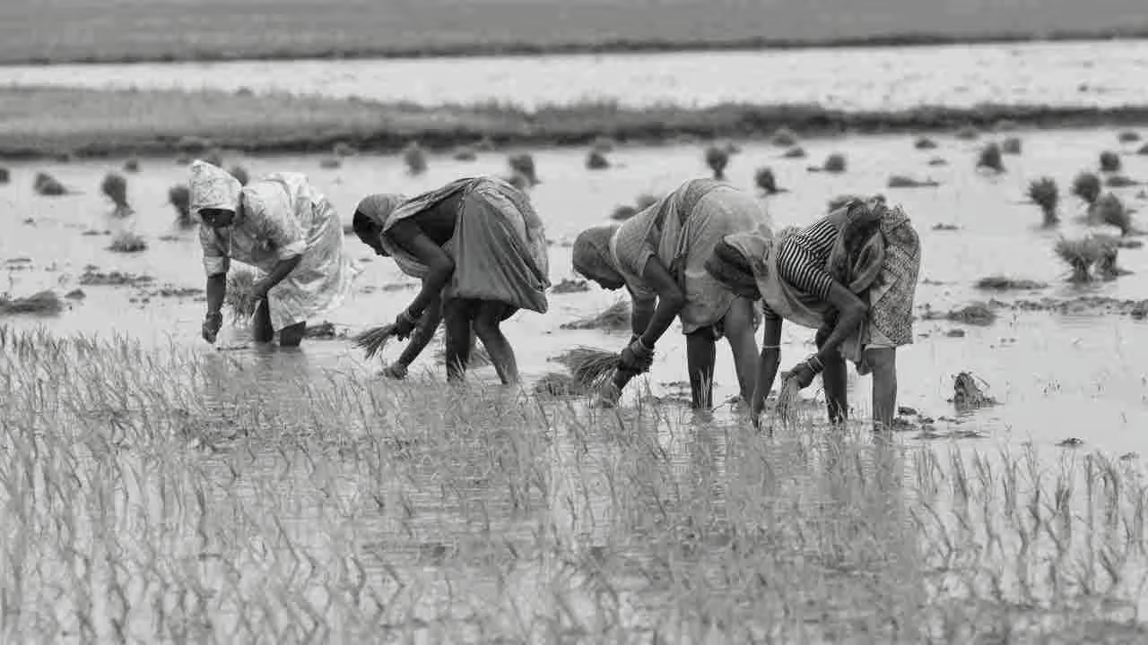 El Niño Threat Looms Over Kharif Season, Centre Identifies 12 High-Risk States