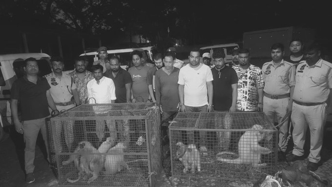 Golden Langur Trafficking Racket Busted in Assam, Nine Arrested, Protected Species Rescued