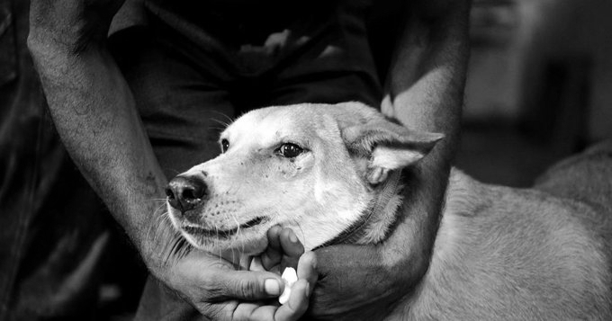 Centre's Big Stray Dog Move: Public Campuses to Be Cleared by June 30