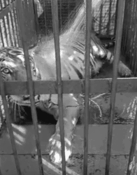 Dudhwa Tiger Reserve Tigress Dies Hours After Capture, SIT Launched