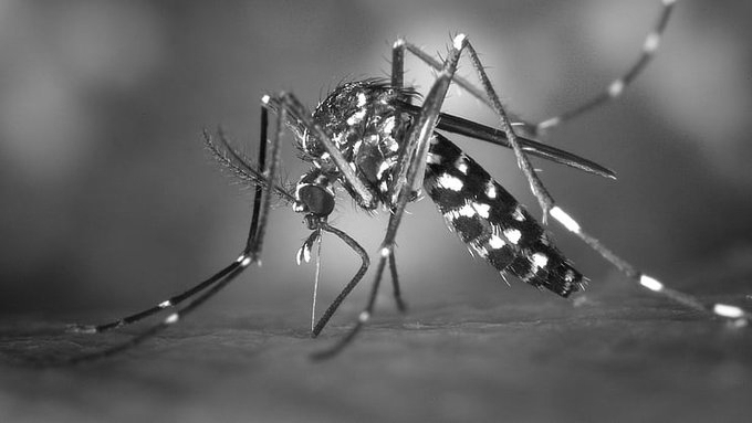 Four Children Die in Jharkhand Cerebral Malaria Outbreak, 45 Hospitalised