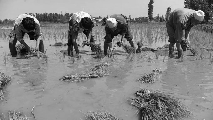 Kharif Crop Coverage Shrinks: Rice, Cotton and Soybean Record Biggest Dips