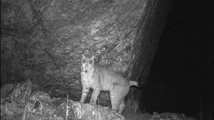 Historic First! Rare Eurasian Lynx Spotted on Camera in Sikkim's High Himalayas