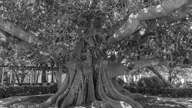 India's Oldest Scientifically Dated Banyan Found in Bihar, Estimated at 700 Years