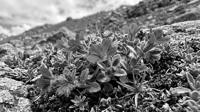 Missing Since 1867: Rare Himalayan Flower Makes Historic Return In Arunachal Pradesh