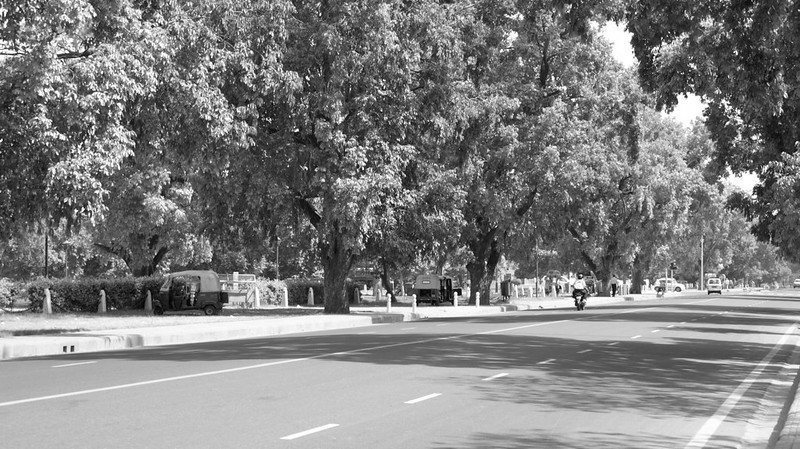 Delhi Moves to Simplify Felling of Commercial Trees on Private Land