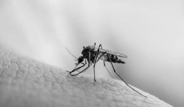 Malaria Outbreak Intensifies in Jharkhand's East Singhbhum, Six Dead, 1,731 Cases Detected