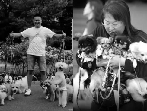 Statistical chart showing Japan pet population growth vs child population decline