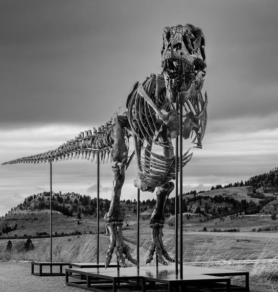 T-Rex Fossil Gus Sells For Record 50.1 Million Dollars At Sothebys New York Auction